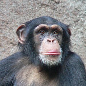 300px-Chimpanzee-Head