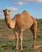 240px-07__Camel_Profile,_near_Silverton,_NSW,_07_07_2007